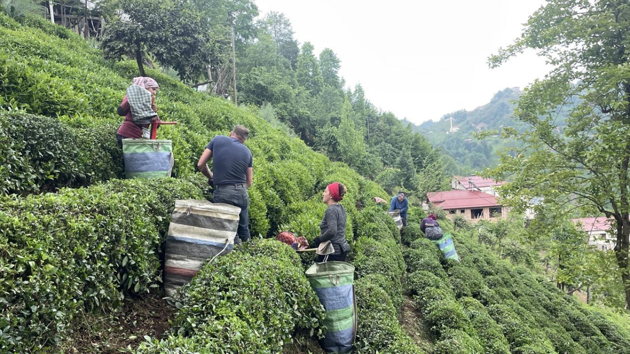 Doğu Karadeniz çay üreticileri