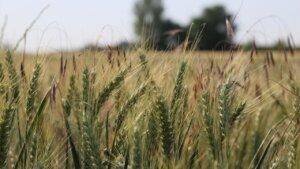 2023’te 20 milyon ton buğday üretimi hedefleniyor