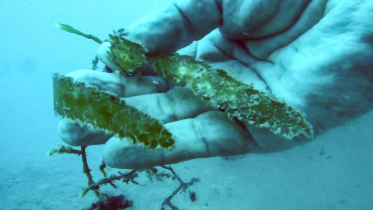 marmarada tespit edildi katil yosun 3 QcypmXsb