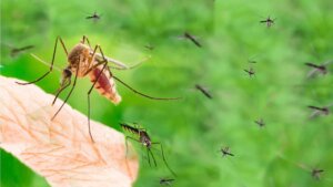 Sivrisinek ısırığına ne güzel gelir? Sivrisinek kaşıntısı nasıl geçer?