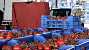 Antalya’da domates ölçüsü azaldı, fiyat endeksi arttı