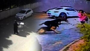İstanbul’da vahim olay: Başıboş sokak köpekleri bayanlara dehşeti yaşattı