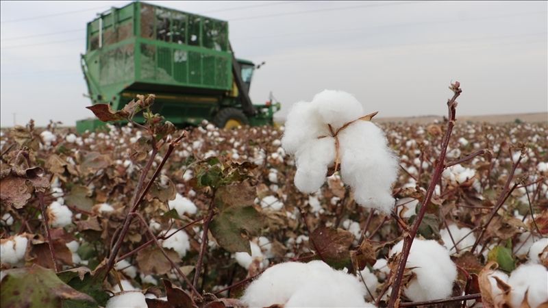 Urfa’da pamuk hasadı başlıyor: İşte Pamuk fiyatı